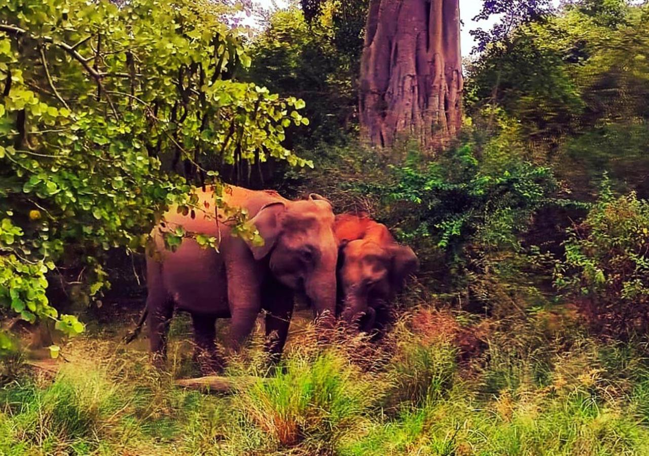 Elephant Paradise Safari Bungalow อุดาวาลาเว ภายนอก รูปภาพ