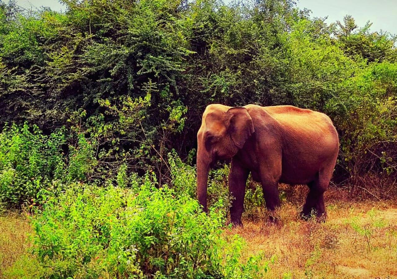 Elephant Paradise Safari Bungalow อุดาวาลาเว ภายนอก รูปภาพ