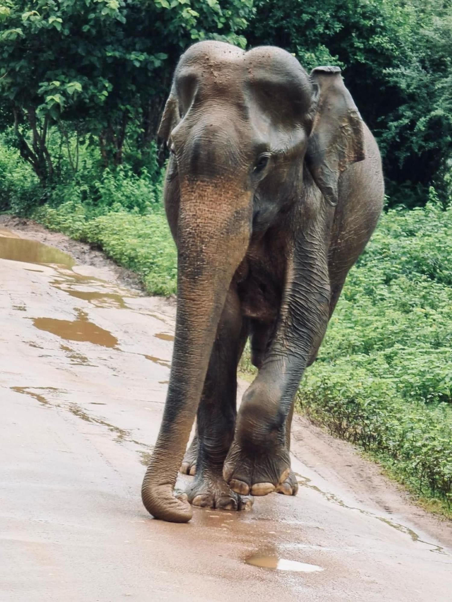 Elephant Paradise Safari Bungalow อุดาวาลาเว ภายนอก รูปภาพ
