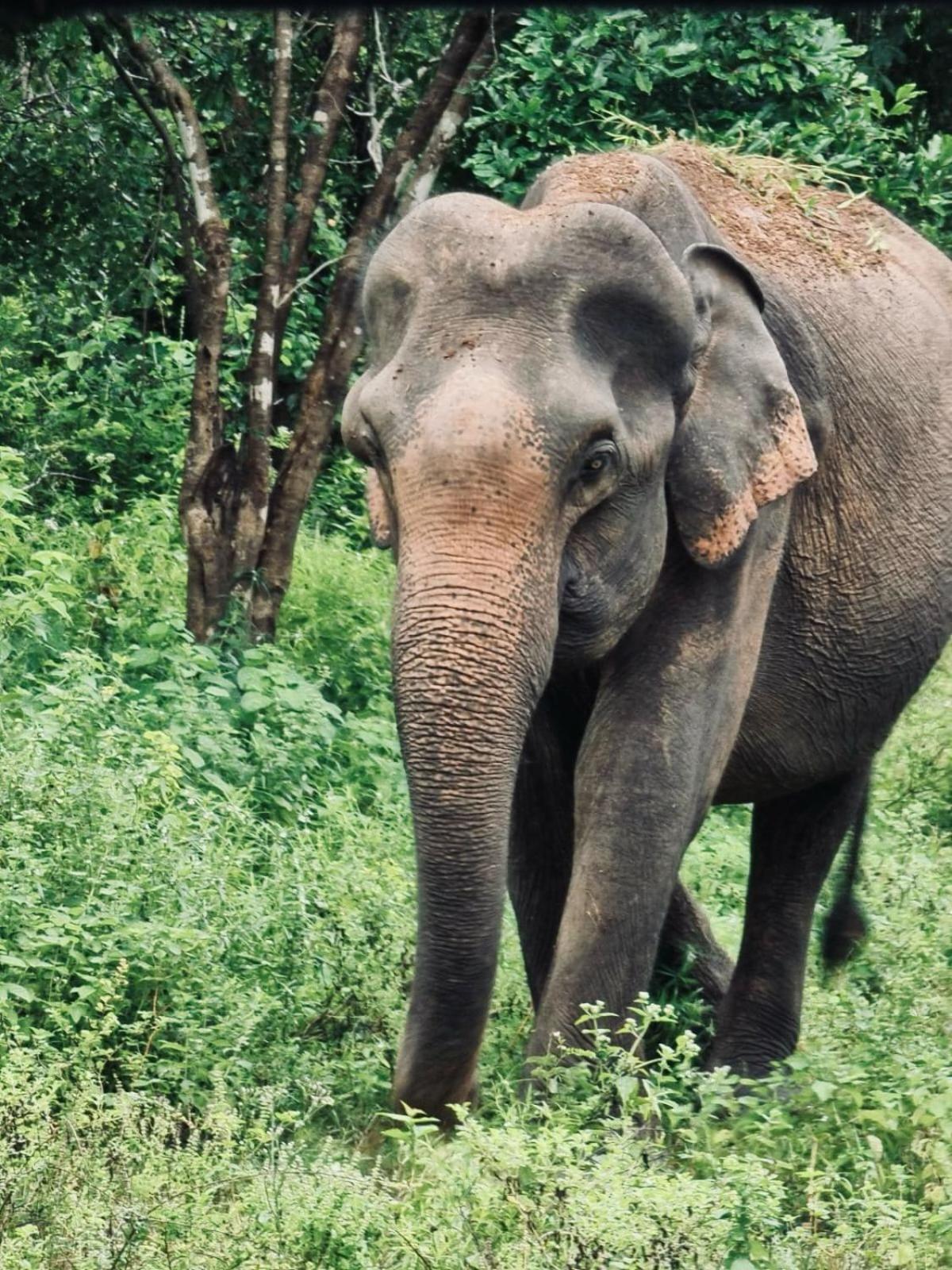 Elephant Paradise Safari Bungalow อุดาวาลาเว ภายนอก รูปภาพ