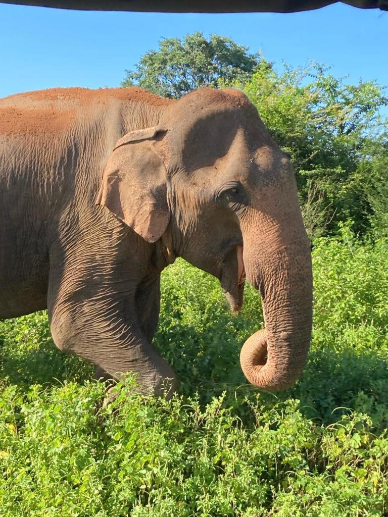 Elephant Paradise Safari Bungalow อุดาวาลาเว ภายนอก รูปภาพ