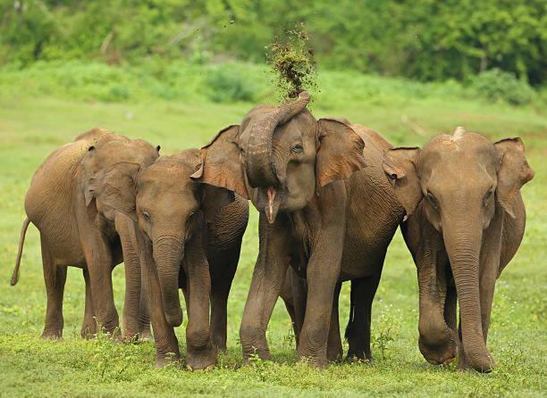 Elephant Paradise Safari Bungalow อุดาวาลาเว ภายนอก รูปภาพ
