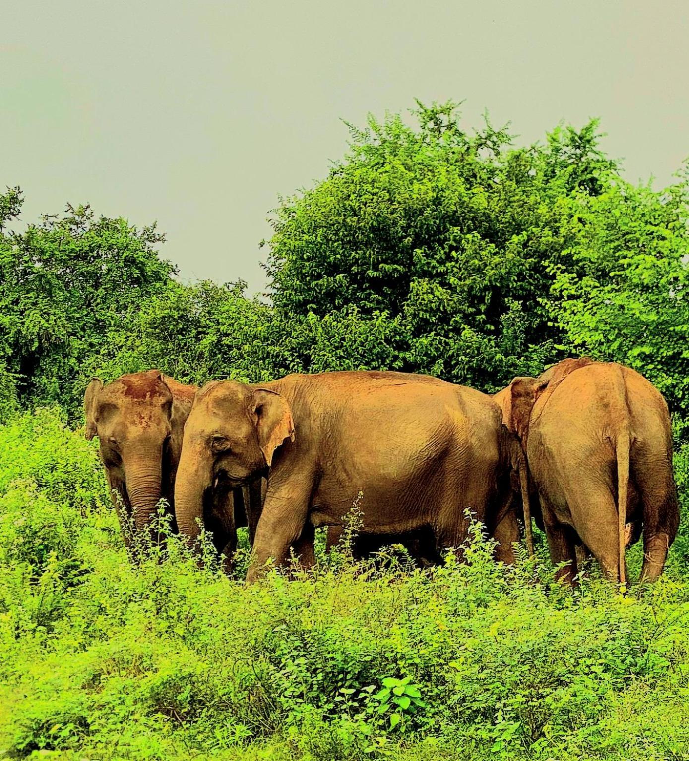 Elephant Paradise Safari Bungalow อุดาวาลาเว ภายนอก รูปภาพ