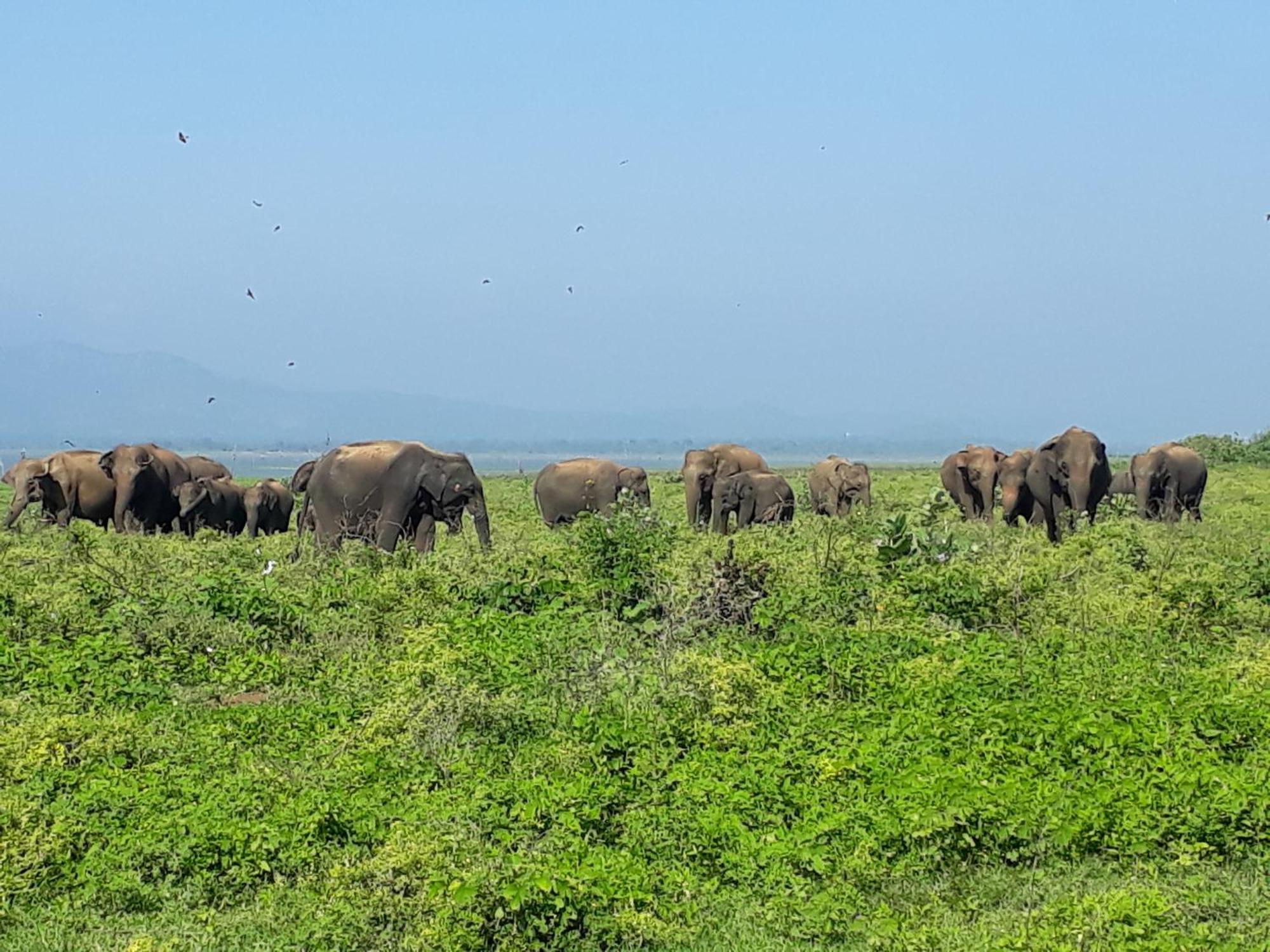 Elephant Paradise Safari Bungalow อุดาวาลาเว ภายนอก รูปภาพ