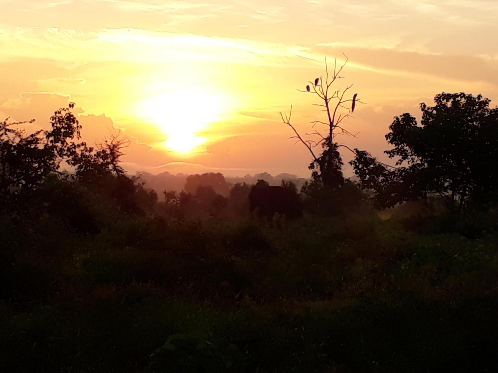 Elephant Paradise Safari Bungalow อุดาวาลาเว ภายนอก รูปภาพ
